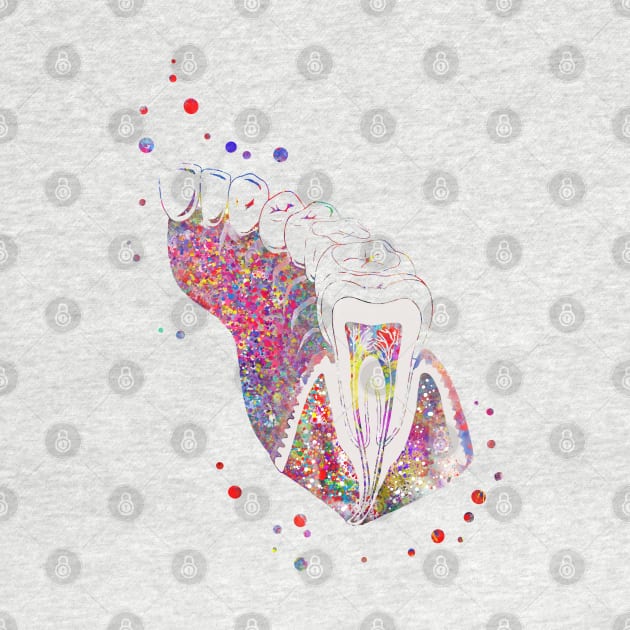 Molar tooth section by RosaliArt